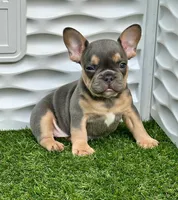 Brad, a male French Bulldog for sale in Tampa, FL – Photo 2 of 3