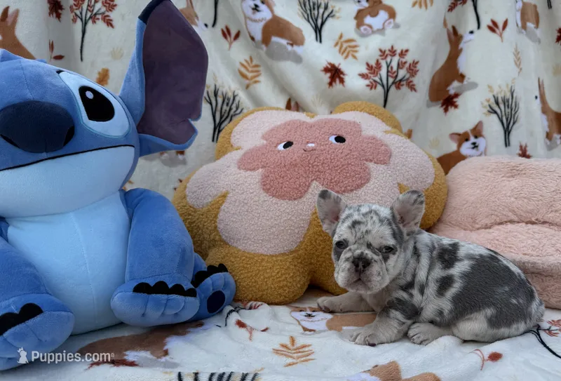 Max – French Bulldog puppy for sale in Tampa, FL