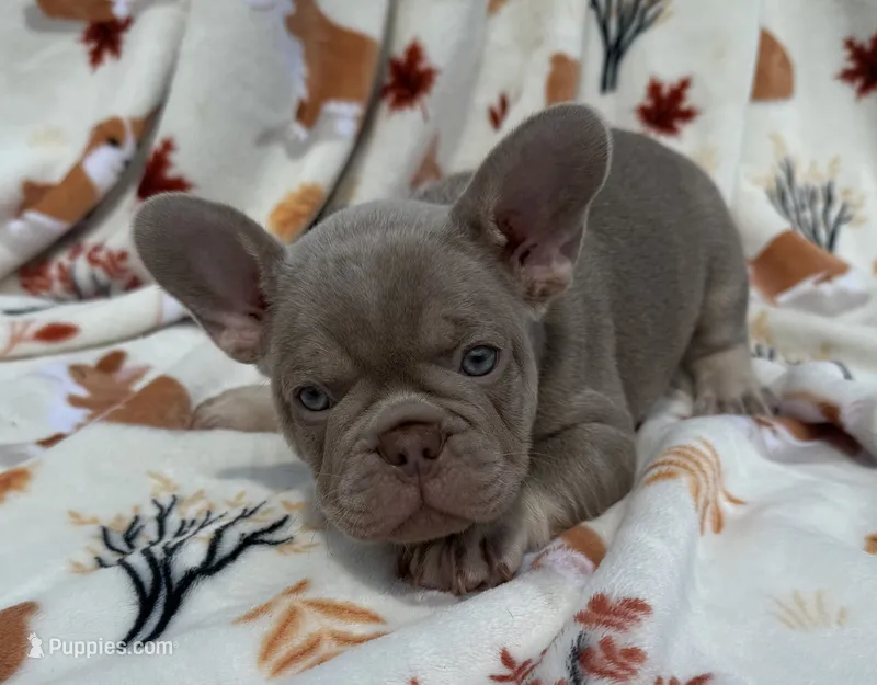 Koby – French Bulldog puppy for sale in Tampa, FL