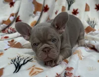Koby, a male French Bulldog for sale in Tampa, FL – 1 of 3