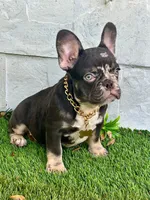 Gucci, a male French Bulldog for sale in Tampa, FL – Photo 1 of 3