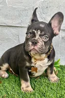Gucci, a male French Bulldog for sale in Tampa, FL – Photo 3 of 3