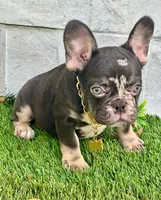 Gucci, a male French Bulldog for sale in Tampa, FL – Photo 2 of 3