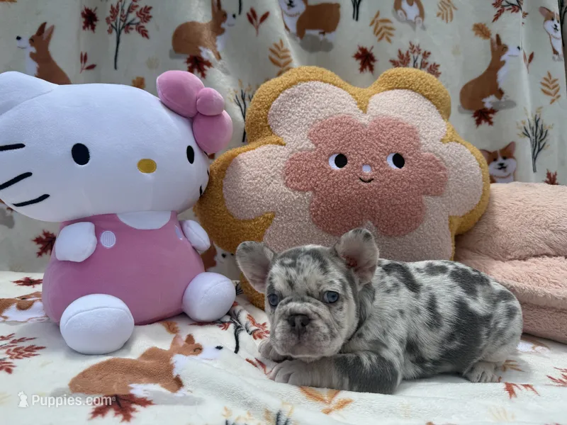 Luna – French Bulldog puppy for sale in Tampa, FL
