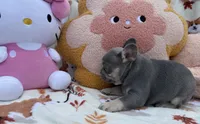 Maya, a female French Bulldog for sale in Tampa, FL – 5 of 5