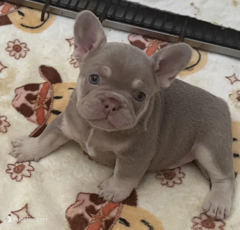 Mandy – French Bulldog puppy for sale in Tampa, FL