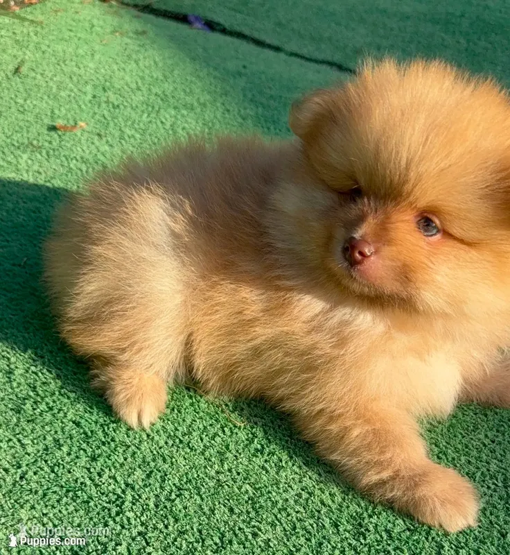 Gucci  – Pomeranian puppy for sale in Tampa, FL