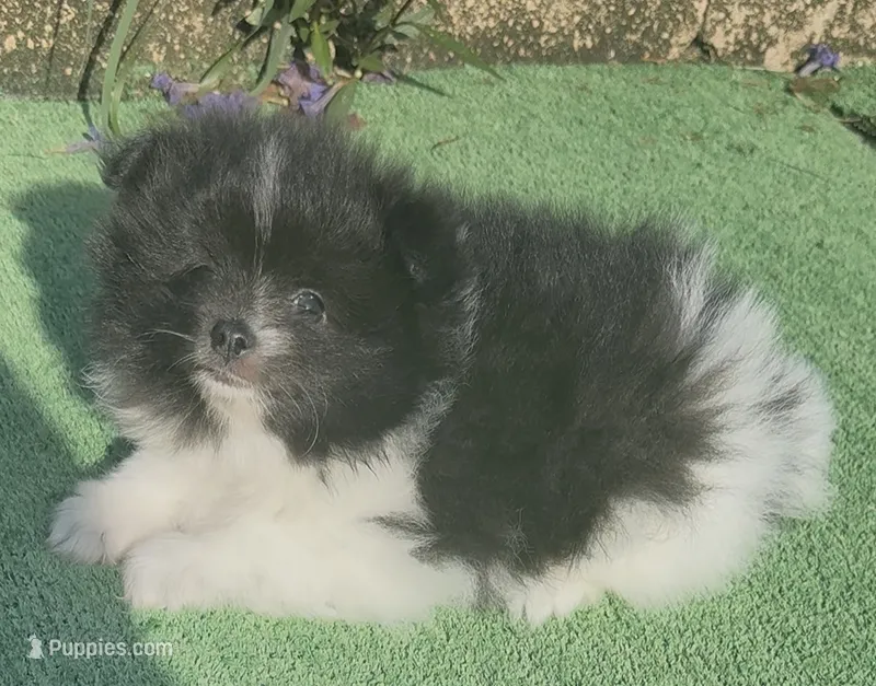 Bunny  – Pomeranian puppy for sale in Tampa, FL