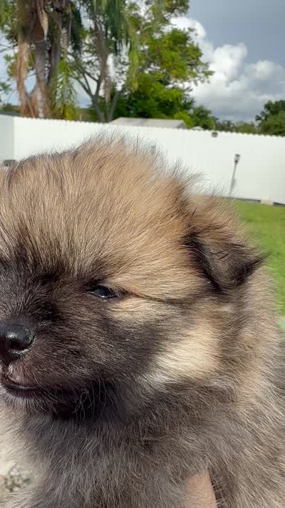Brandi, a male Pomeranian for sale in Tampa, FL – 1 of 1