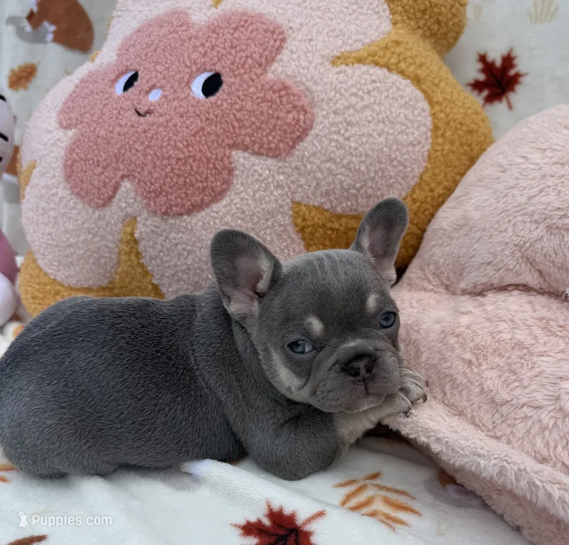 Maya – French Bulldog puppy for sale in Tampa, FL