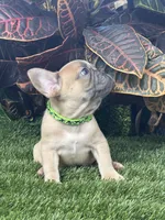 Gucci, a male French Bulldog for sale in Tampa, FL – Photo 4 of 4