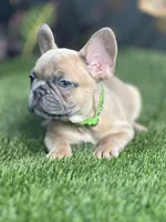 Gucci, a male French Bulldog for sale in Tampa, FL – Photo 3 of 4