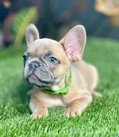 Gucci, a male French Bulldog for sale in Tampa, FL – Photo 1 of 4