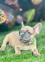 Gucci, a male French Bulldog for sale in Tampa, FL – Photo 2 of 4