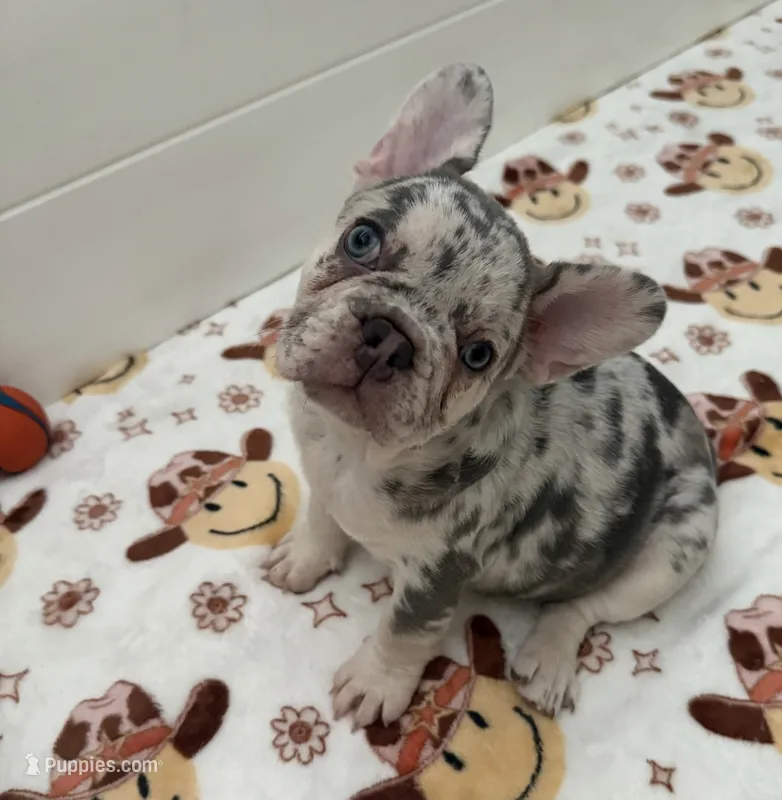 Luna – French Bulldog puppy for sale in Tampa, FL