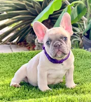 Gucci, a male French Bulldog for sale in Tampa, FL – 2 of 2