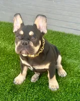 Chris, a male French Bulldog for sale in Tampa, FL – Photo 1 of 2