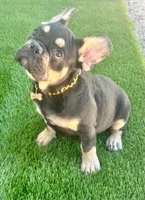 Chris, a male French Bulldog for sale in Tampa, FL – Photo 2 of 2