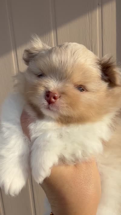 Mark , a male Pomeranian for sale in Tampa, FL – 7 of 7