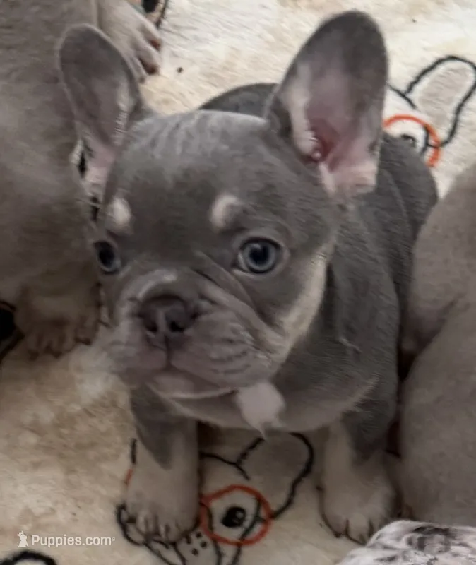 Maya – French Bulldog puppy for sale in Tampa, FL