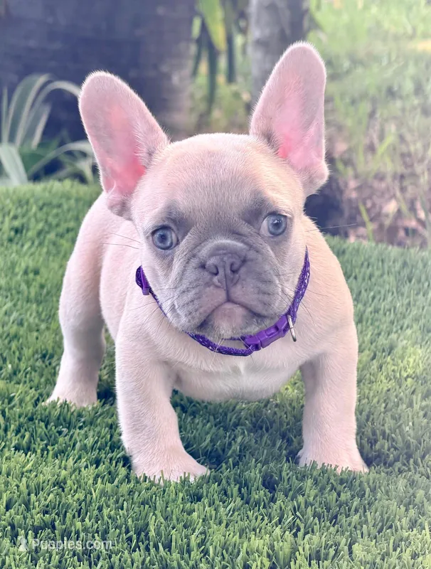 Gucci – French Bulldog puppy for sale in Tampa, FL