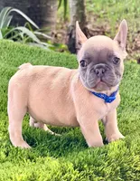 Mark, a male French Bulldog for sale in Tampa, FL – 2 of 2