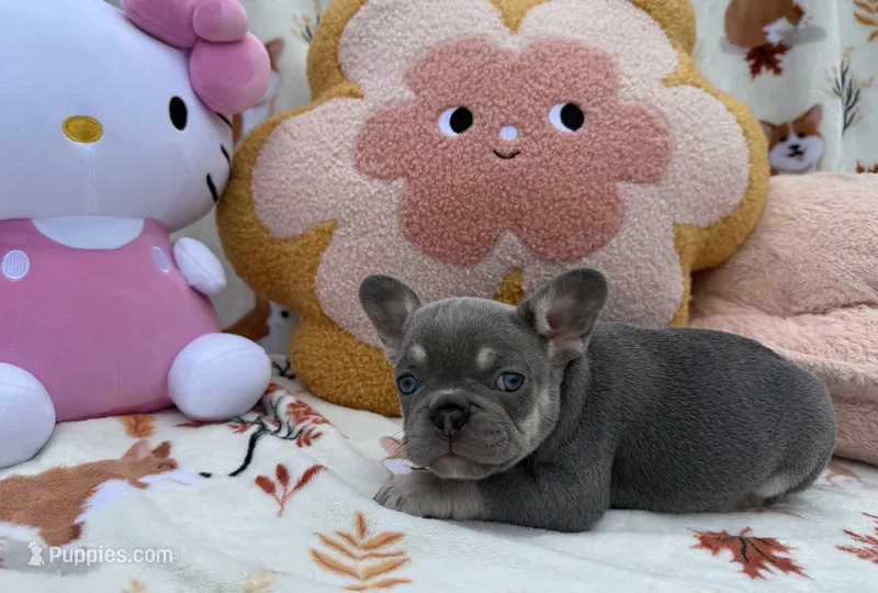 Maya – French Bulldog puppy for sale in Tampa, FL