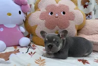 Maya, a female French Bulldog for sale in Tampa, FL – 3 of 5