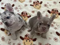 Mandy, a male French Bulldog for sale in Tampa, FL – 4 of 6