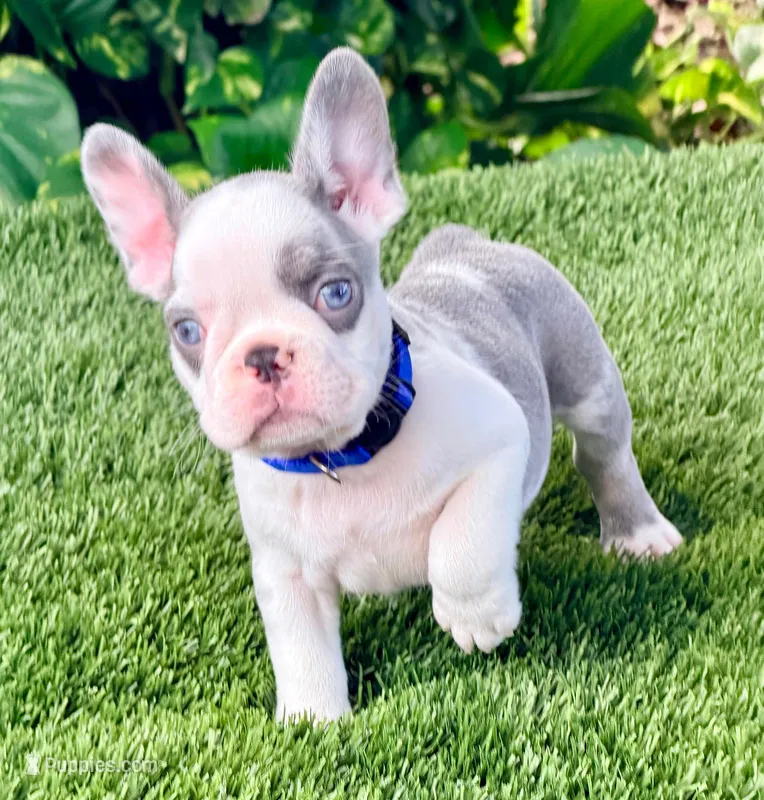 Max – French Bulldog puppy for sale in Tampa, FL
