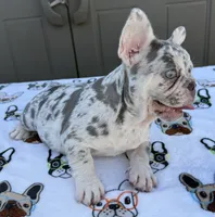 Luna, a female French Bulldog for sale in Tampa, FL – 3 of 6