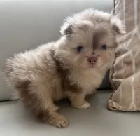 Princess , a female Pomeranian for sale in Tampa, FL – 1 of 5