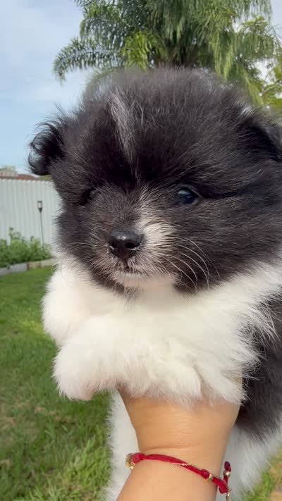 Bunny , a male Pomeranian for sale in Tampa, FL – 1 of 1