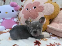 Maya, a female French Bulldog for sale in Tampa, FL – 4 of 5