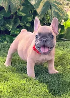 Max, a male French Bulldog for sale in Tampa, FL – 2 of 2
