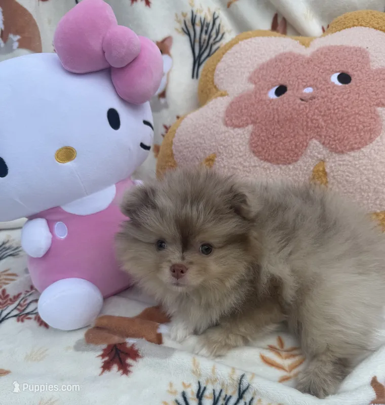 Princess  – Pomeranian puppy for sale in Tampa, FL