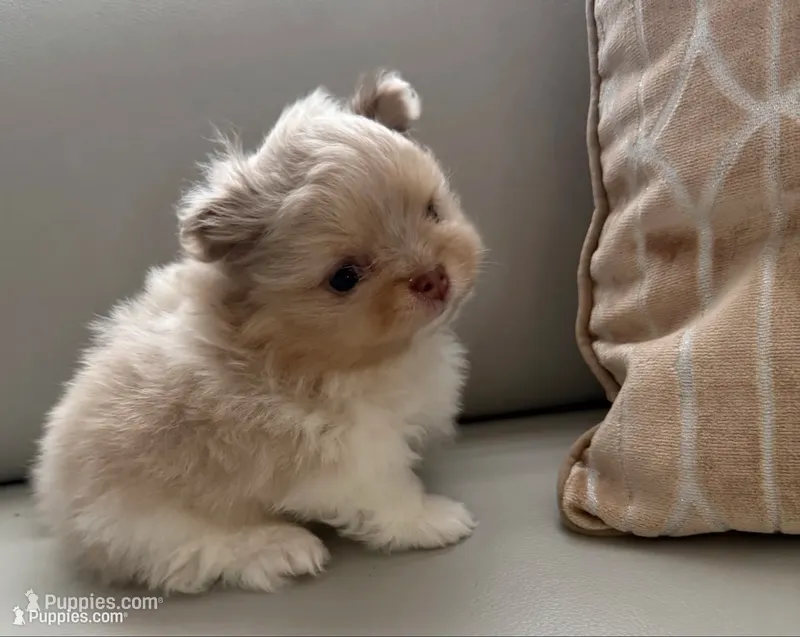 Mark  – Pomeranian puppy for sale in Tampa, FL