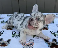 Luna, a female French Bulldog for sale in Tampa, FL – 2 of 6