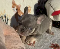 Gucci, a male French Bulldog for sale in Tampa, FL – Photo 2 of 6