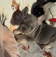 Gucci, a male French Bulldog for sale in Tampa, FL – Photo 4 of 6