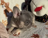 Gucci, a male French Bulldog for sale in Tampa, FL – Photo 3 of 6
