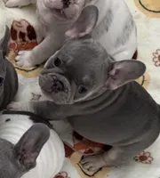 Gucci, a male French Bulldog for sale in Tampa, FL – Photo 6 of 6