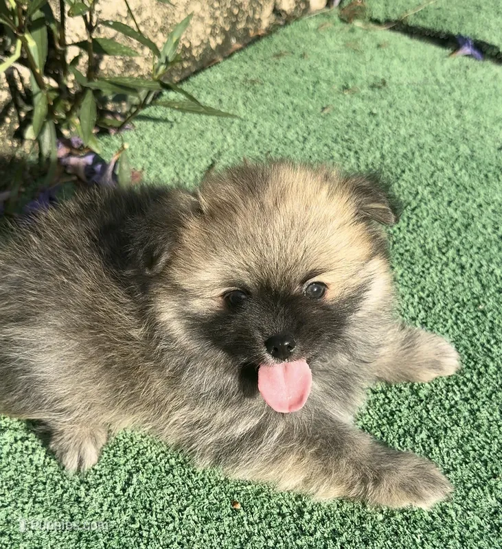 Brandi – Pomeranian puppy for sale in Tampa, FL