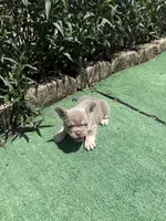 Mandy, a male French Bulldog for sale in Tampa, FL – 5 of 6