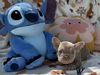 Mandy, a male French Bulldog for sale in Tampa, FL – 2 of 6