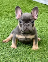 Bianca, a female French Bulldog for sale in Tampa, FL – Photo 1 of 2