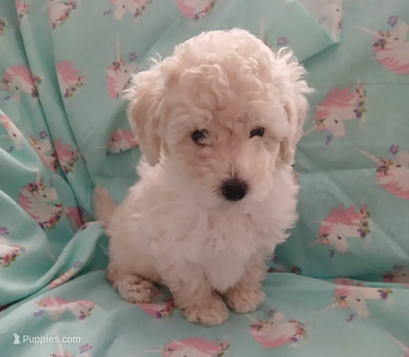 White male AKC! – Poodle - Toy  puppy for sale in Barrington, IL