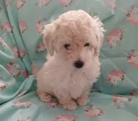 White male AKC!, a male Poodle - Toy  for sale in Barrington, IL – 1 of 1