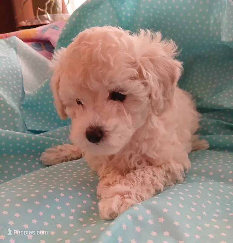 AKC light creme female!  – Poodle - Toy  puppy for sale in Deer Park, IL