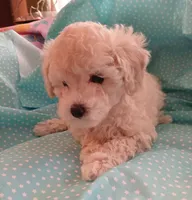 AKC light creme female! , a female Poodle - Toy  for sale in Barrington, IL – 1 of 1
